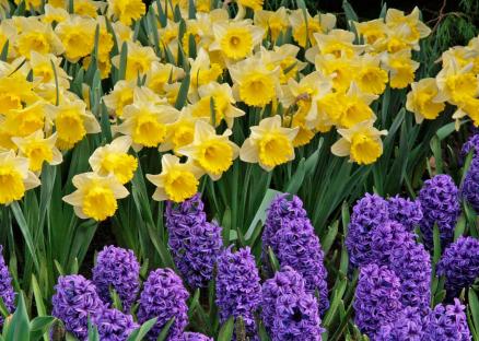 Daffodil-Kings-Lynn