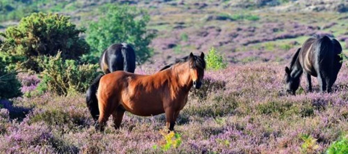 Roydon Common Dartmoor ponies Elizabeth Dack